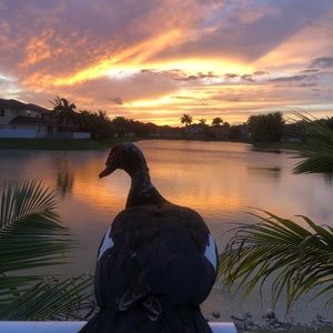 Meet your Posher, Dao